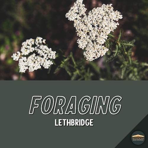 Foraging Walk - Lethbridge B